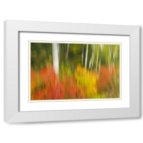 Canada, Ontario, Algonquin PP Autumn scenic White Modern Wood Framed Art Print with Double Matting by Grandmaison, Mike