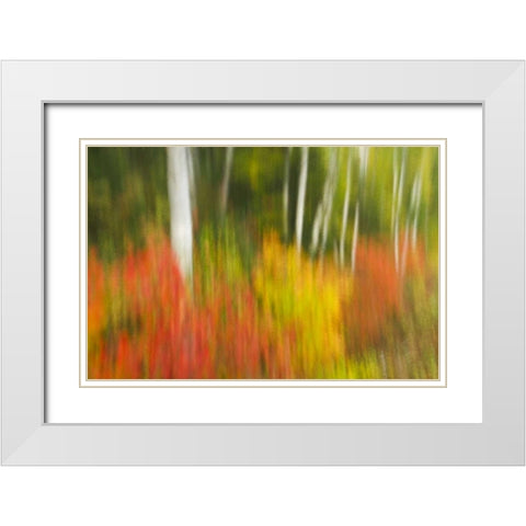 Canada, Ontario, Algonquin PP Autumn scenic White Modern Wood Framed Art Print with Double Matting by Grandmaison, Mike