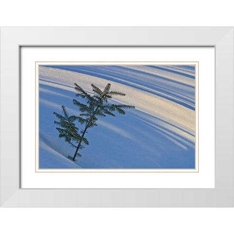 Canada, Ontario Balsam fir sapling in snow White Modern Wood Framed Art Print with Double Matting by Grandmaison, Mike