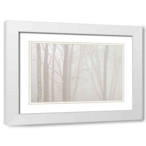 Canada, Ontario Trees in fog by Lake Superior White Modern Wood Framed Art Print with Double Matting by Grandmaison, Mike