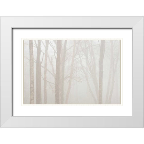 Canada, Ontario Trees in fog by Lake Superior White Modern Wood Framed Art Print with Double Matting by Grandmaison, Mike