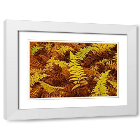 Canada, Ontario, Baysville Wood ferns in autumn White Modern Wood Framed Art Print with Double Matting by Grandmaison, Mike