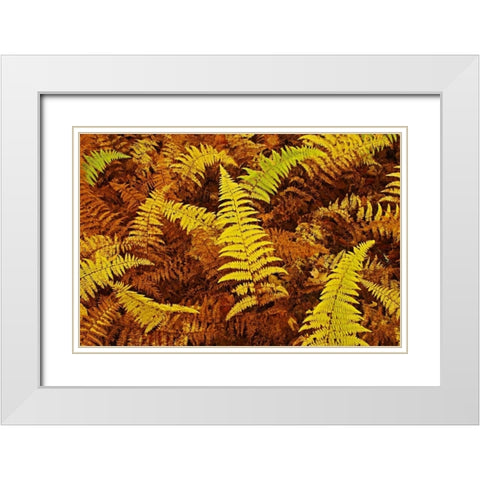 Canada, Ontario, Baysville Wood ferns in autumn White Modern Wood Framed Art Print with Double Matting by Grandmaison, Mike