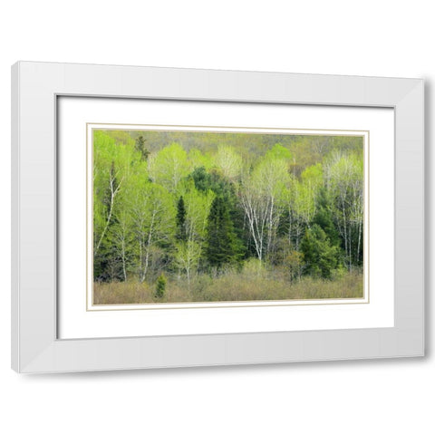 Canada, Ontario, Utterson Forest in spring White Modern Wood Framed Art Print with Double Matting by Grandmaison, Mike