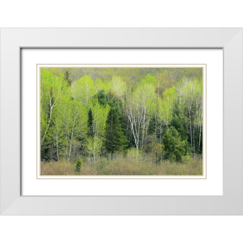 Canada, Ontario, Utterson Forest in spring White Modern Wood Framed Art Print with Double Matting by Grandmaison, Mike