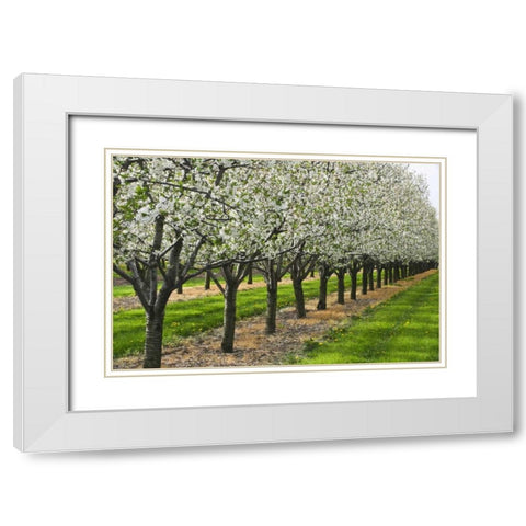 Canada, Ontario Apple orchard in bloom White Modern Wood Framed Art Print with Double Matting by Grandmaison, Mike