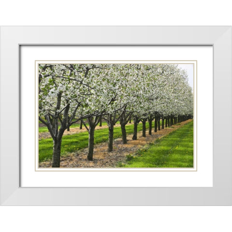 Canada, Ontario Apple orchard in bloom White Modern Wood Framed Art Print with Double Matting by Grandmaison, Mike