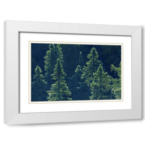 Canada, Algonquin PP Black spruce trees backlit White Modern Wood Framed Art Print with Double Matting by Grandmaison, Mike
