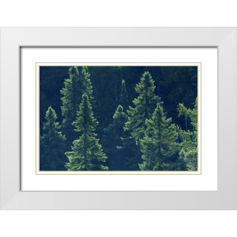 Canada, Algonquin PP Black spruce trees backlit White Modern Wood Framed Art Print with Double Matting by Grandmaison, Mike