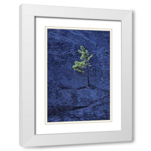 Canada, Ontario Pine tree growing in a rock White Modern Wood Framed Art Print with Double Matting by Grandmaison, Mike