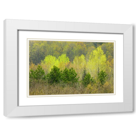 Canada, Rosseau Scots pine in spring foliage White Modern Wood Framed Art Print with Double Matting by Grandmaison, Mike