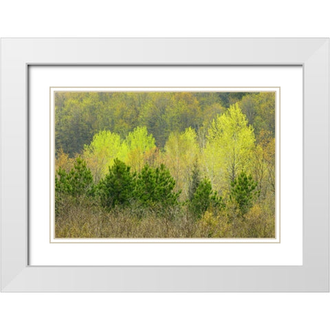 Canada, Rosseau Scots pine in spring foliage White Modern Wood Framed Art Print with Double Matting by Grandmaison, Mike