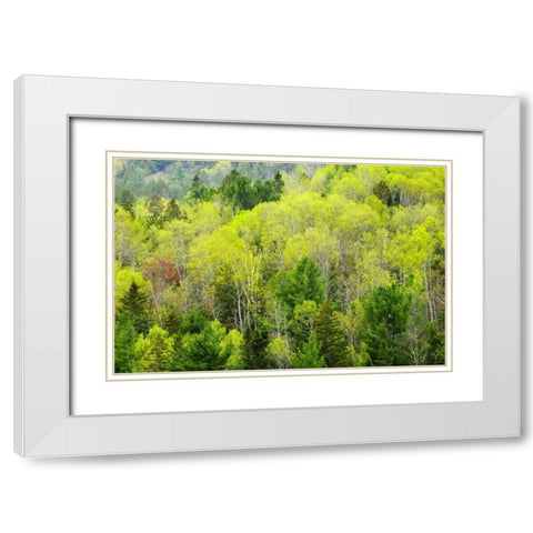 Canada, Ontario, Rosseau Mixed-wood forest White Modern Wood Framed Art Print with Double Matting by Grandmaison, Mike