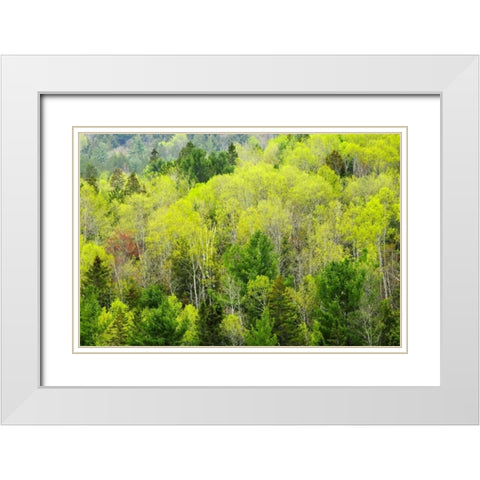 Canada, Ontario, Rosseau Mixed-wood forest White Modern Wood Framed Art Print with Double Matting by Grandmaison, Mike