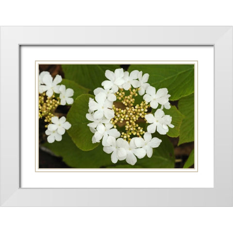 Canada, Dorset Flowers on hobblebush shrub White Modern Wood Framed Art Print with Double Matting by Grandmaison, Mike