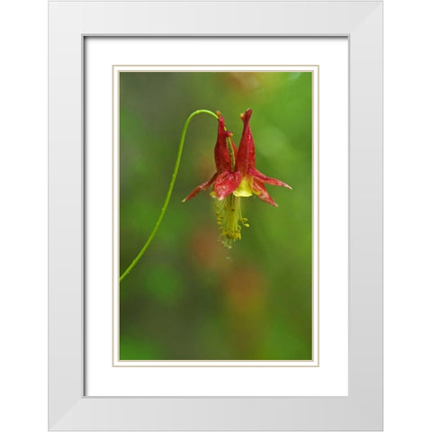 Canada, Thousand Islands NP Columbine flower White Modern Wood Framed Art Print with Double Matting by Grandmaison, Mike