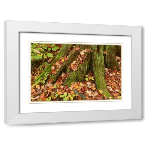 Canada, Ontario, Autumn leaves cover base of tree White Modern Wood Framed Art Print with Double Matting by Grandmaison, Mike