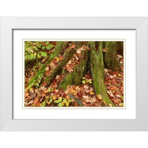 Canada, Ontario, Autumn leaves cover base of tree White Modern Wood Framed Art Print with Double Matting by Grandmaison, Mike
