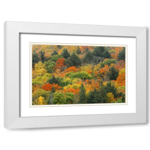 Canada, Algonquin PP Hill in autumn foliage White Modern Wood Framed Art Print with Double Matting by Grandmaison, Mike