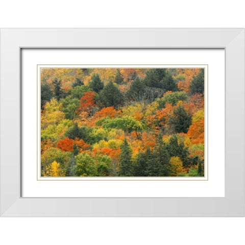 Canada, Algonquin PP Hill in autumn foliage White Modern Wood Framed Art Print with Double Matting by Grandmaison, Mike