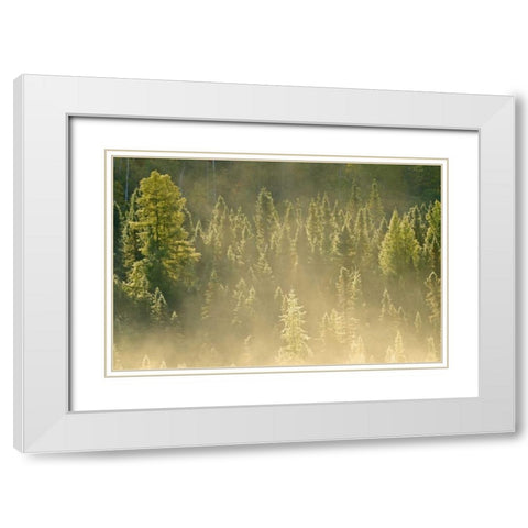 Canada, Worthington Conifers in morning fog White Modern Wood Framed Art Print with Double Matting by Grandmaison, Mike