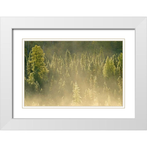 Canada, Worthington Conifers in morning fog White Modern Wood Framed Art Print with Double Matting by Grandmaison, Mike