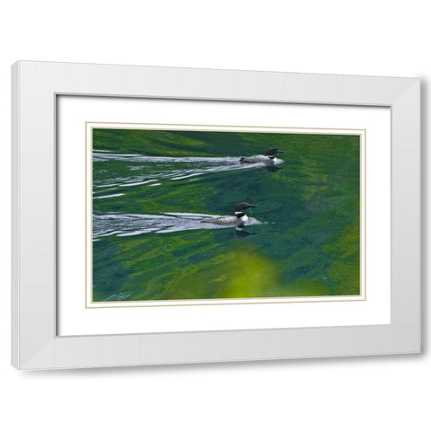 Canada, Ontario Common loons on Killarney Lake White Modern Wood Framed Art Print with Double Matting by Grandmaison, Mike