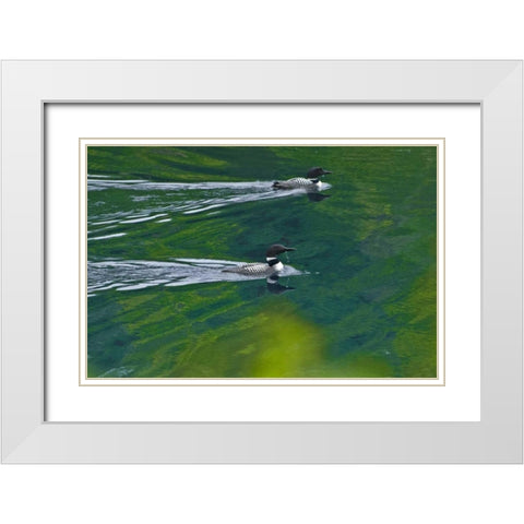 Canada, Ontario Common loons on Killarney Lake White Modern Wood Framed Art Print with Double Matting by Grandmaison, Mike