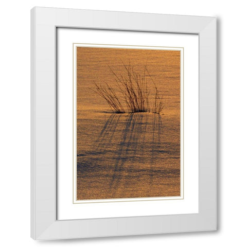 Canada, Ontario, Hope Bay Grasses at sunset White Modern Wood Framed Art Print with Double Matting by Grandmaison, Mike