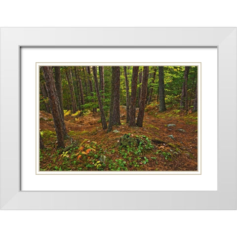 Canada Red pine forest on Granite Ridge Trail White Modern Wood Framed Art Print with Double Matting by Grandmaison, Mike