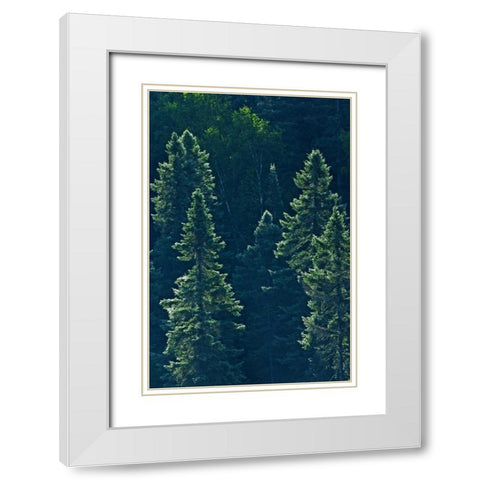Canada, Algonquin PP Black spruce trees backlit White Modern Wood Framed Art Print with Double Matting by Grandmaison, Mike
