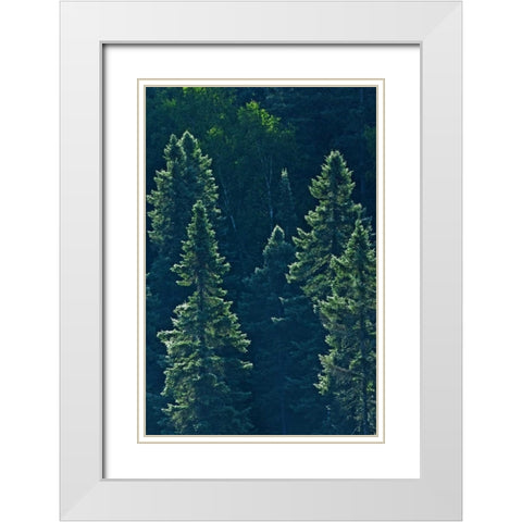 Canada, Algonquin PP Black spruce trees backlit White Modern Wood Framed Art Print with Double Matting by Grandmaison, Mike