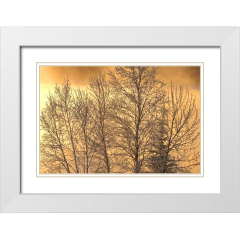 Canada, Ear Falls Poplar in hoarfrost at sunrise White Modern Wood Framed Art Print with Double Matting by Grandmaison, Mike