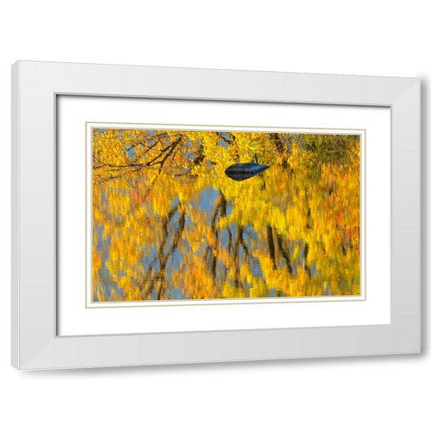 Canada, Ontario, Whitefish Vermilion River, fall White Modern Wood Framed Art Print with Double Matting by Grandmaison, Mike