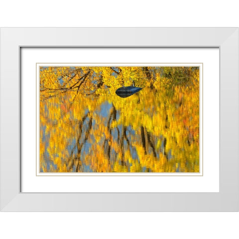 Canada, Ontario, Whitefish Vermilion River, fall White Modern Wood Framed Art Print with Double Matting by Grandmaison, Mike