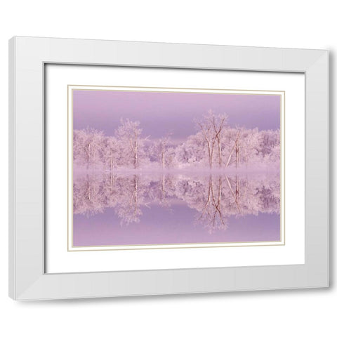 Canada, Ottawa Frosted trees by Shirleys Bay White Modern Wood Framed Art Print with Double Matting by Young, Bill