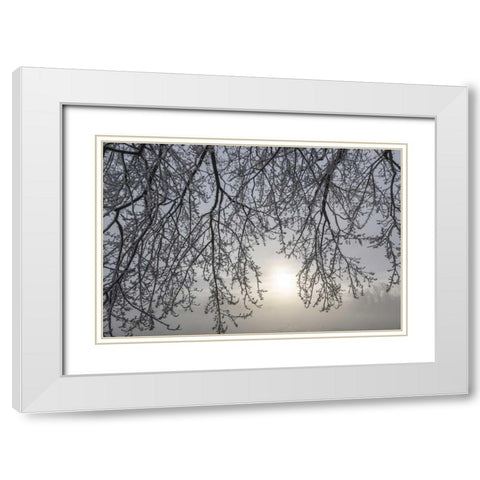 Canada, Ottawa Frosty limbs and fog-shrouded sun White Modern Wood Framed Art Print with Double Matting by Young, Bill