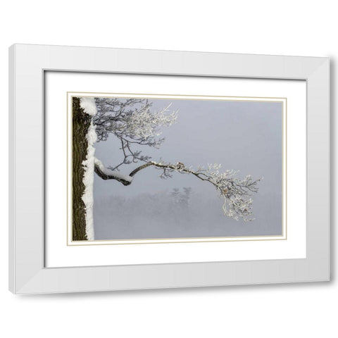 Canada, Ottawa, Frosty branches in fog White Modern Wood Framed Art Print with Double Matting by Young, Bill