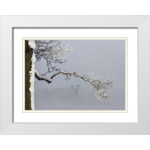 Canada, Ottawa, Frosty branches in fog White Modern Wood Framed Art Print with Double Matting by Young, Bill