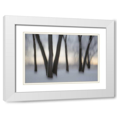 Canada, Ottawa, Ottawa River Abstract of trees White Modern Wood Framed Art Print with Double Matting by Young, Bill