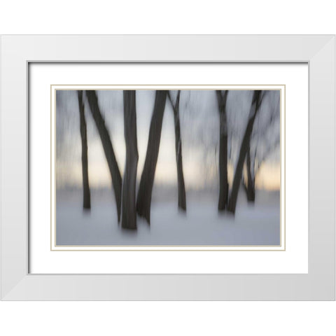 Canada, Ottawa, Ottawa River Abstract of trees White Modern Wood Framed Art Print with Double Matting by Young, Bill