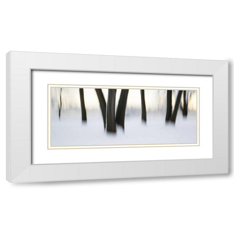 Canada, Ottawa, Ottawa River Abstract of trees White Modern Wood Framed Art Print with Double Matting by Young, Bill