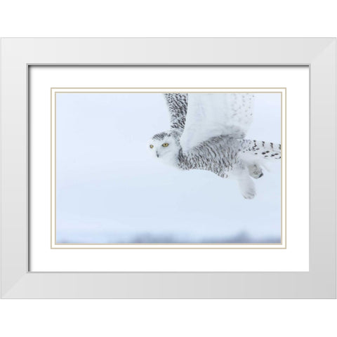 Canada, Ontario, Barrie Snowy owl in flight White Modern Wood Framed Art Print with Double Matting by Zuckerman, Jim