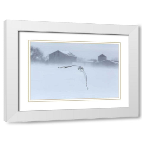 Canada, Ontario, Barrie Snowy owl in flight White Modern Wood Framed Art Print with Double Matting by Zuckerman, Jim