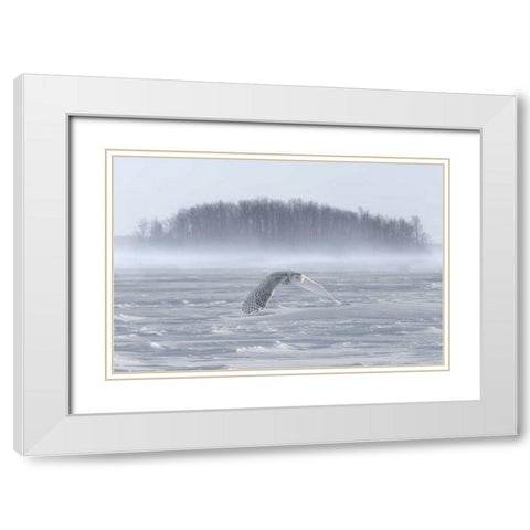 Canada, Ontario, Barrie Snowy owl in flight White Modern Wood Framed Art Print with Double Matting by Zuckerman, Jim