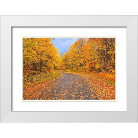 Canada-Ontario Country road through forest White Modern Wood Framed Art Print with Double Matting by Jaynes Gallery