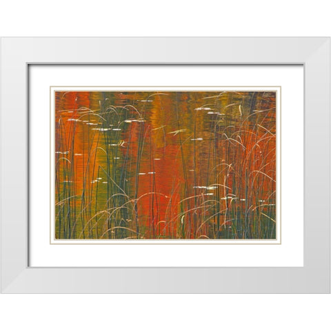 Canada-Ontario Reeds on Bunny Lake White Modern Wood Framed Art Print with Double Matting by Jaynes Gallery