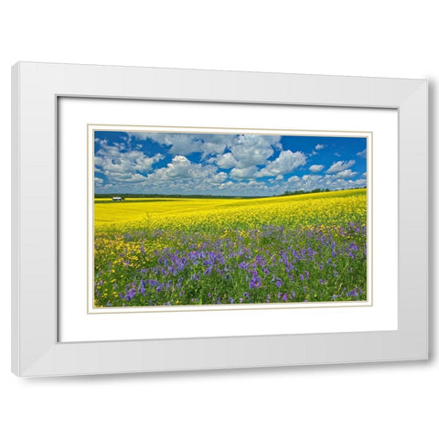 Canada-Ontario-New Liskeard Canola crop and wild vetch flowers in bloom White Modern Wood Framed Art Print with Double Matting by Jaynes Gallery