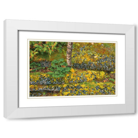 Canada-Ontario-Bruce Peninsula National Park Birch tree and moss on limestone rock White Modern Wood Framed Art Print with Double Matting by Jaynes Gallery