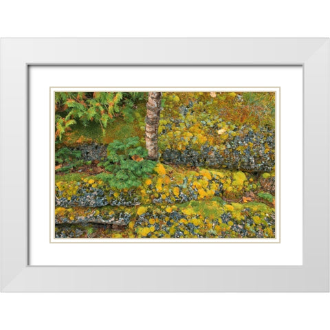 Canada-Ontario-Bruce Peninsula National Park Birch tree and moss on limestone rock White Modern Wood Framed Art Print with Double Matting by Jaynes Gallery